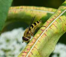 Plancia ëd Syrphus ribesii (Linnaeus 1758)