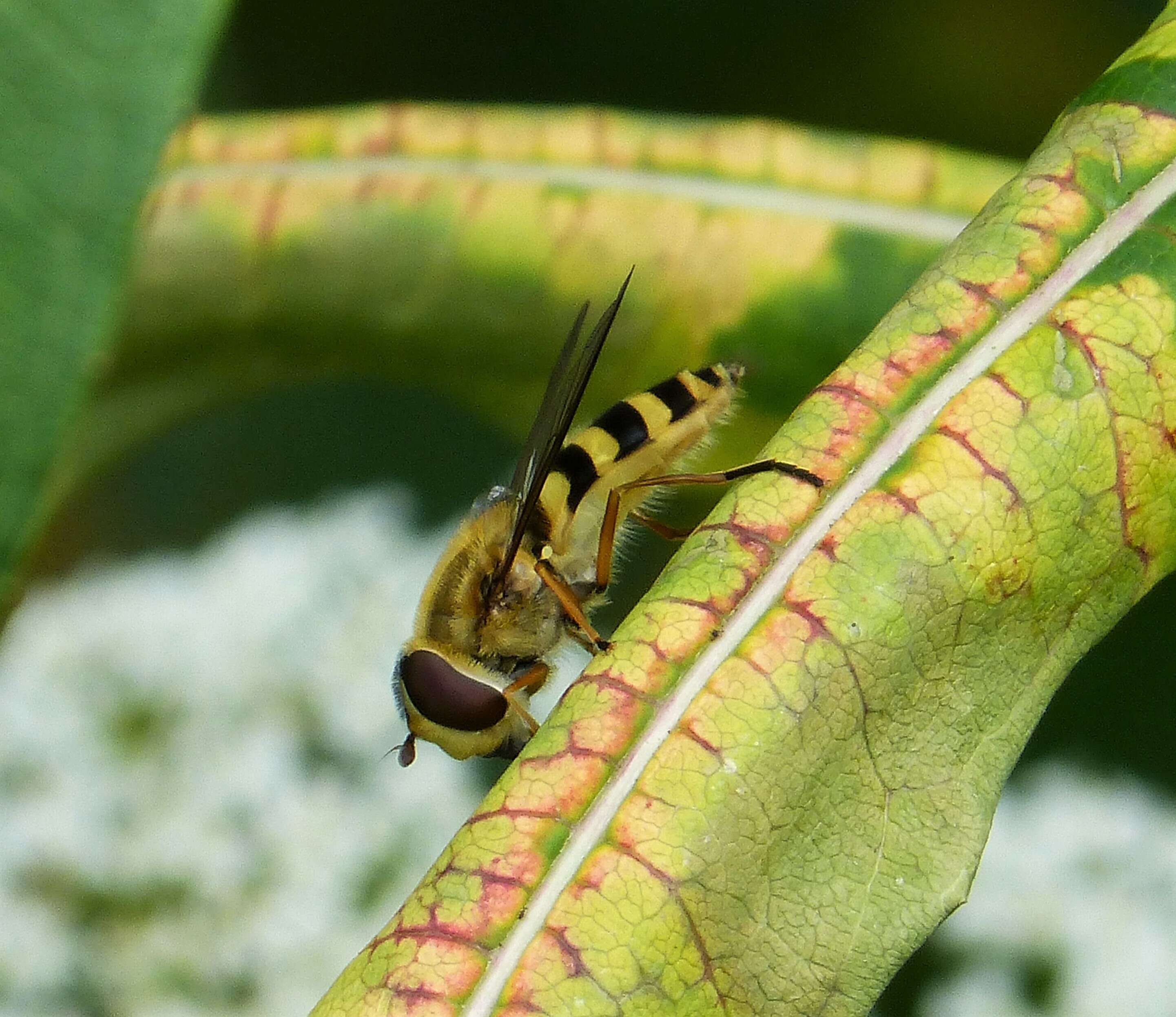 Image of Common Banded Hoverfly