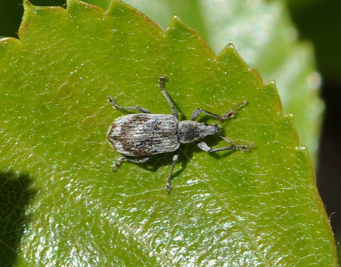 Polydrusus (Polydrusus) tereticollis (De Geer 1775) resmi