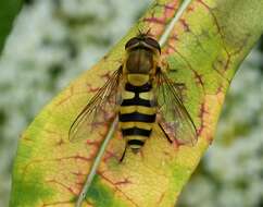 Plancia ëd Syrphus ribesii (Linnaeus 1758)