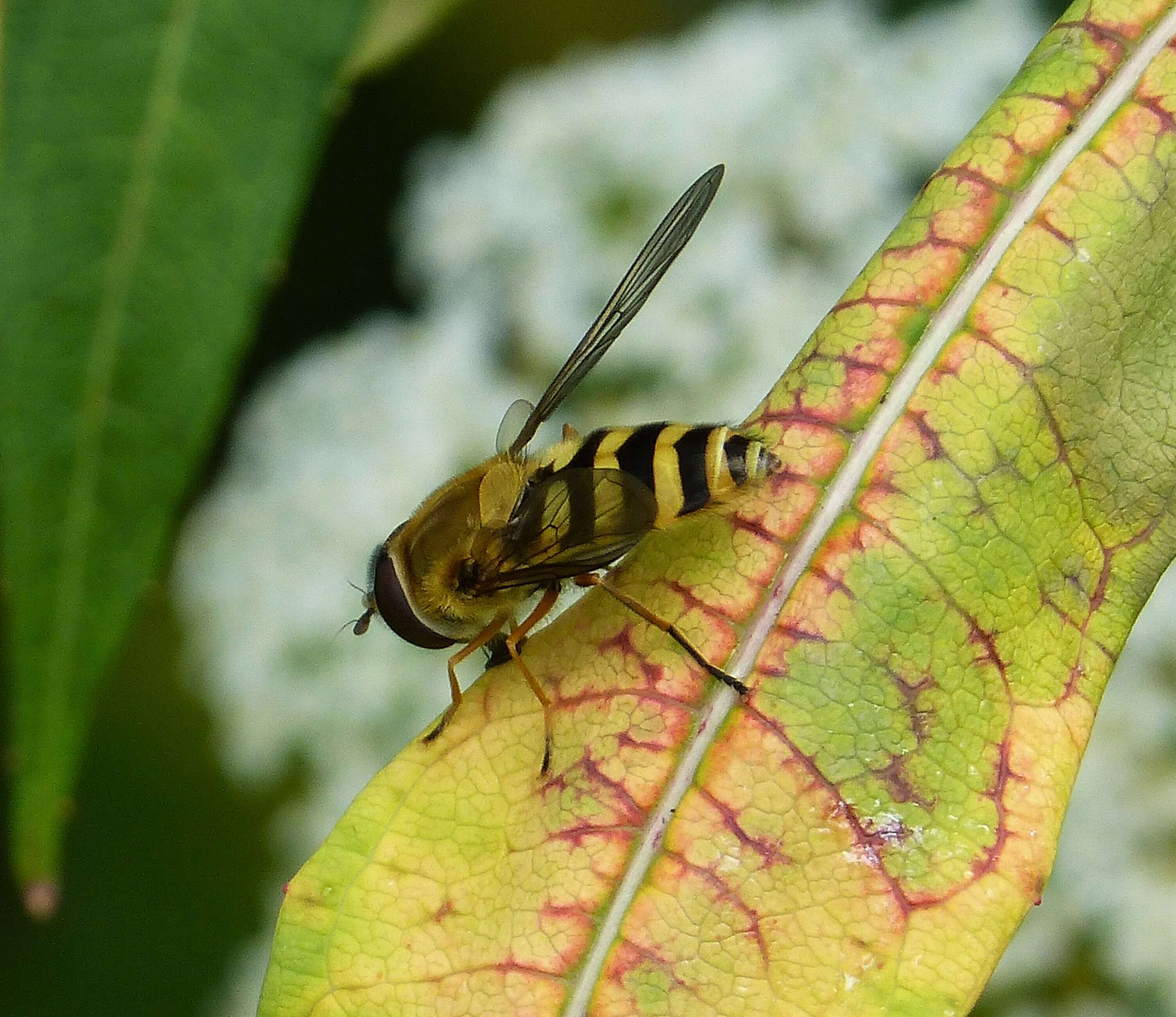 Plancia ëd Syrphus ribesii (Linnaeus 1758)