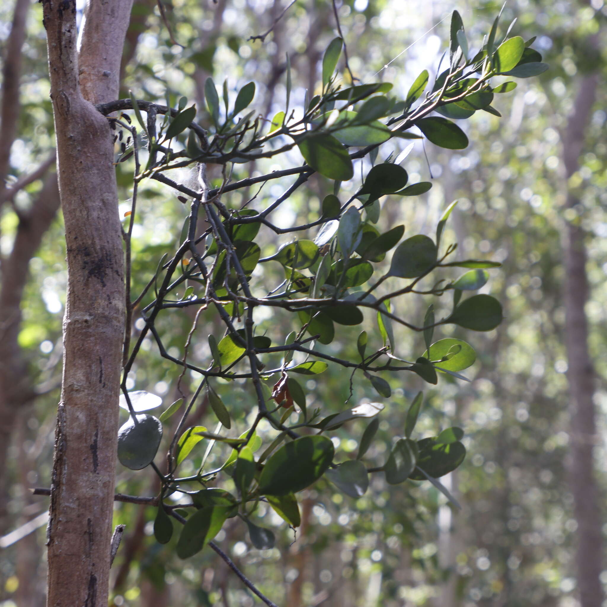 Image de Phoradendron rubrum (L.) Griseb. ex Eichl.