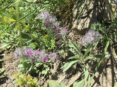 Image of Stachys lavandulifolia Vahl