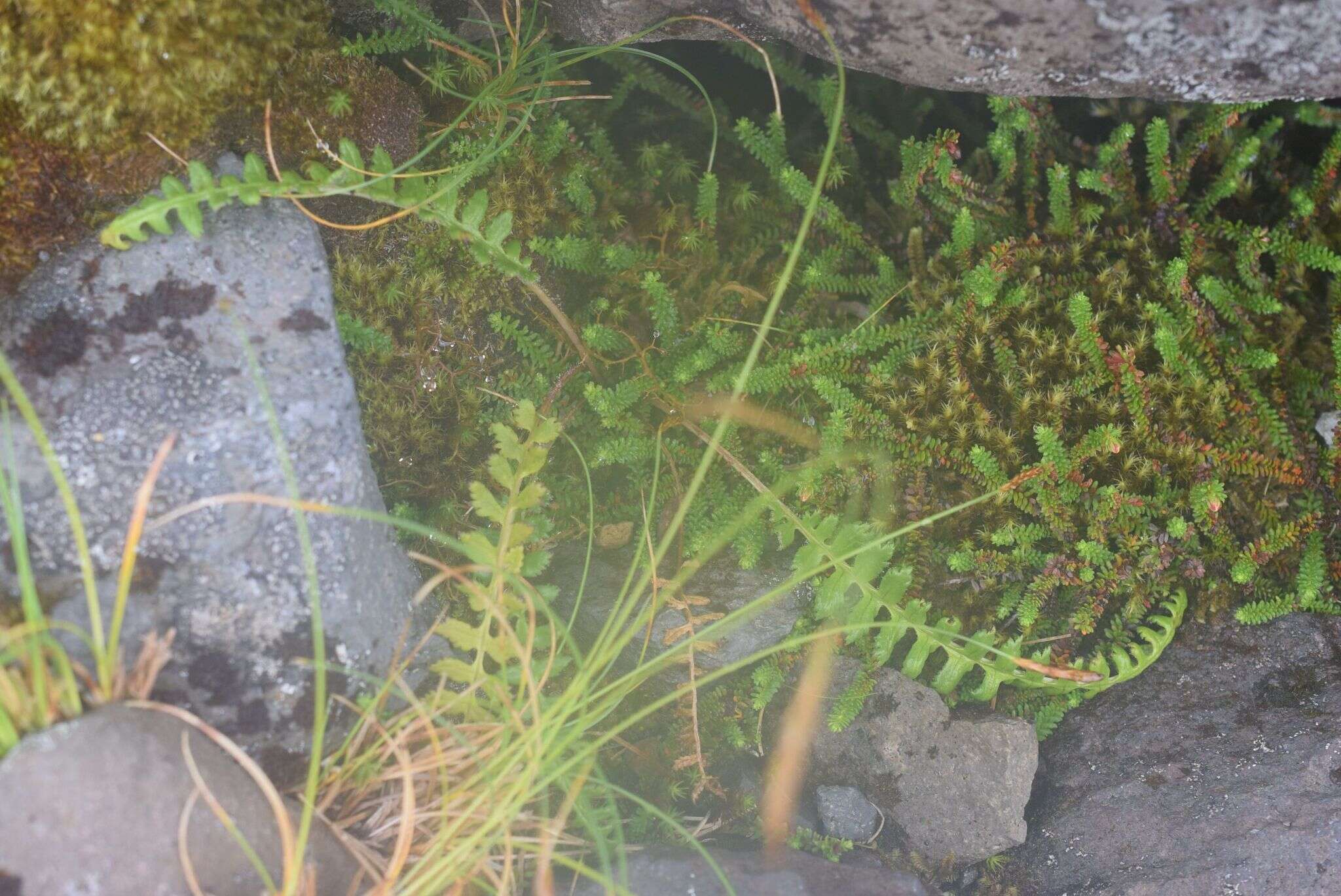 Image of Oeder's lousewort