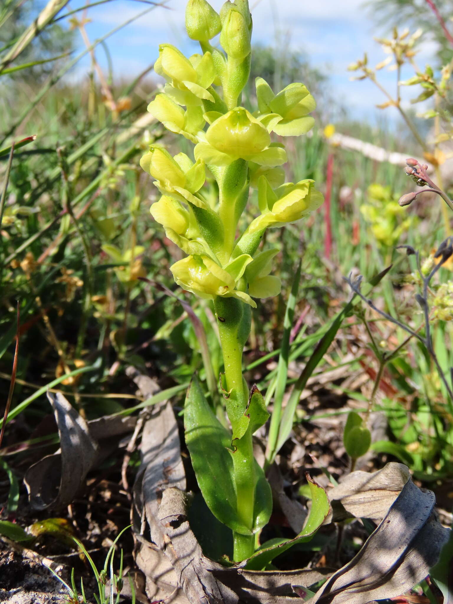 Image of Pterygodium caffrum (L.) Sw.