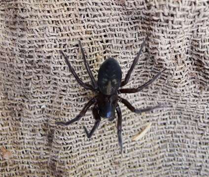 Image of Black lace-weaver