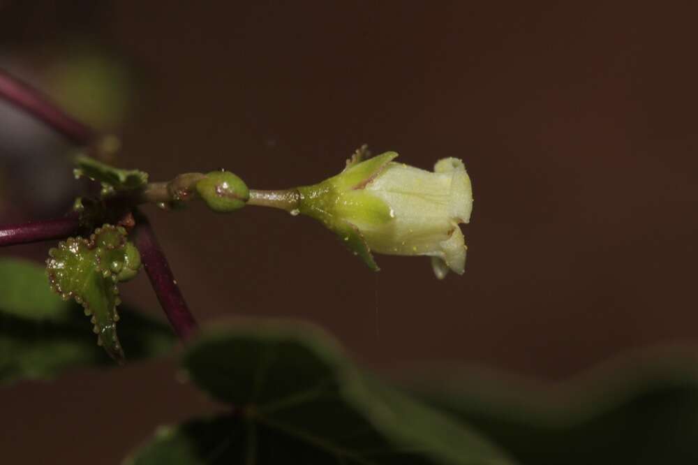 Imagem de Jatropha cardiophylla (Torr.) Müll. Arg.