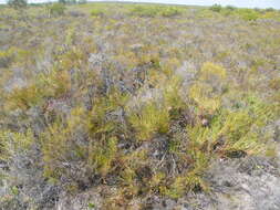 Image of Bashful protea