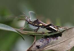 Image of brown bean bug