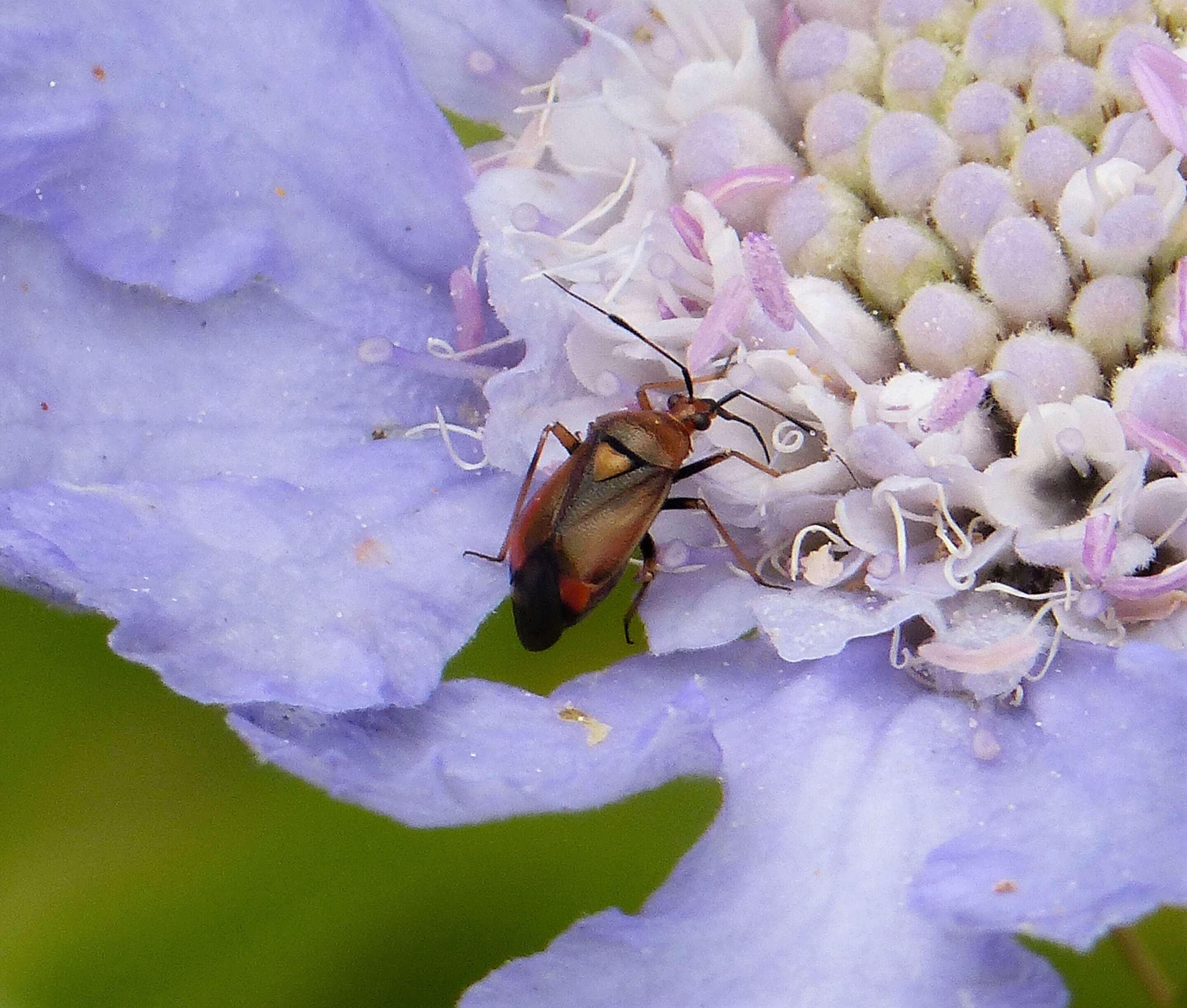 Image of red capsid bug