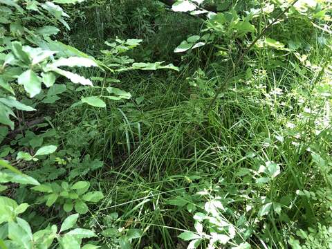 Image of Thin-Leaf Sedge