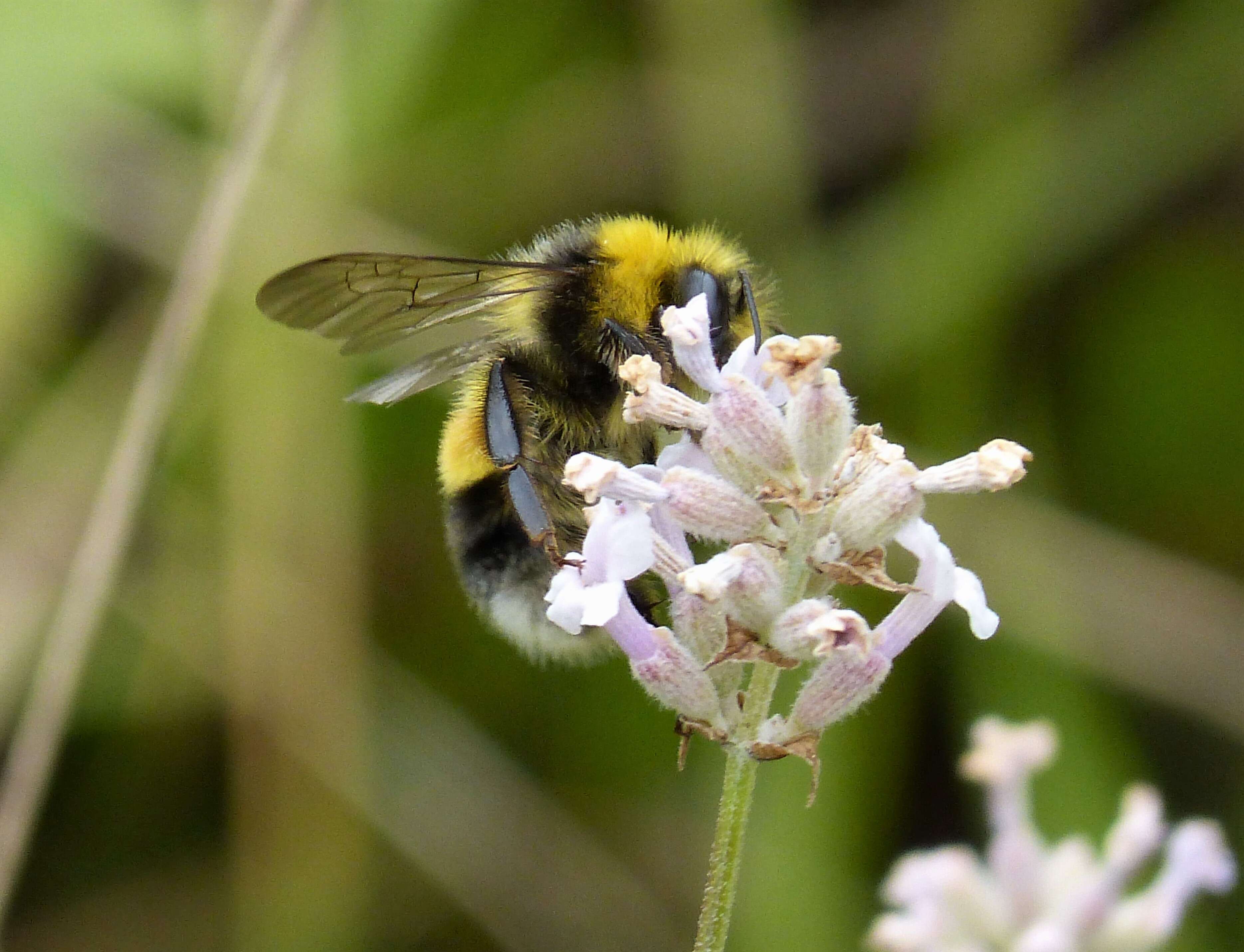 Image of White-tailed bumblebee