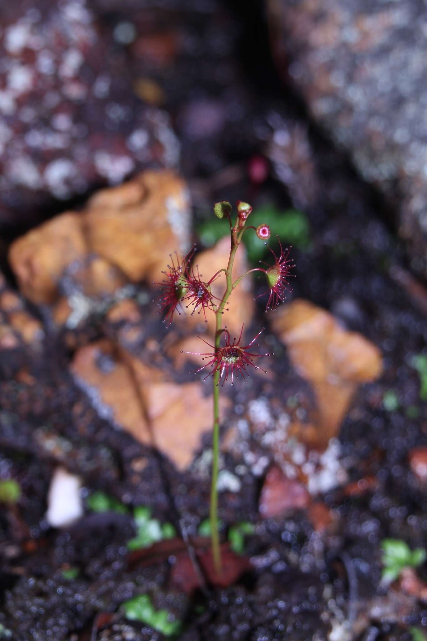 Image of Drosera microphylla Endl.