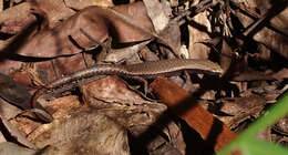 Image of Plain-backed Sunskink