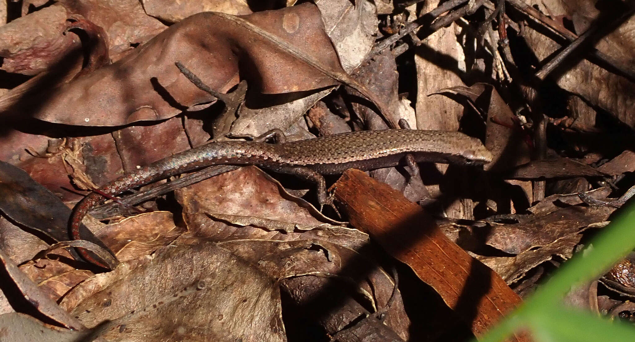 Image of Plain-backed Sunskink