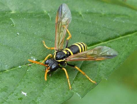 <i>Tenthredo scrophulariae</i>的圖片