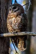 Image of California Spotted Owl