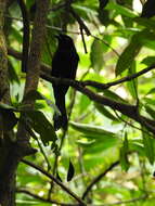Image of Greater Racket-tailed Drongo