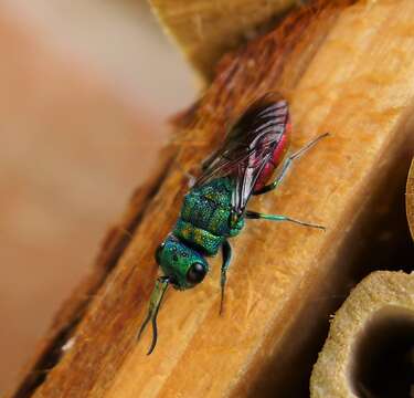 Image of Emerald cockroach wasp