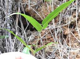 Image of Graceful Necklace Fern