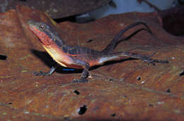 Image of Big-scaled Anole