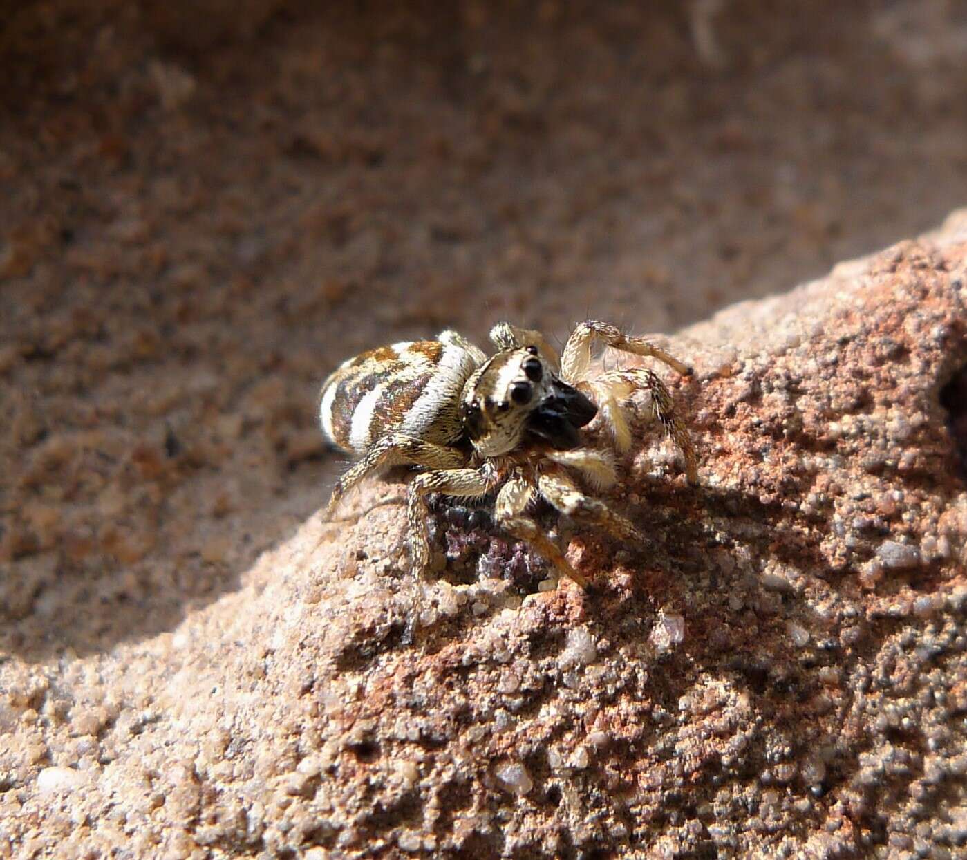 Image of Zebra spider