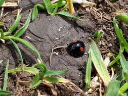 Image of Twice-stabbed Lady Beetle