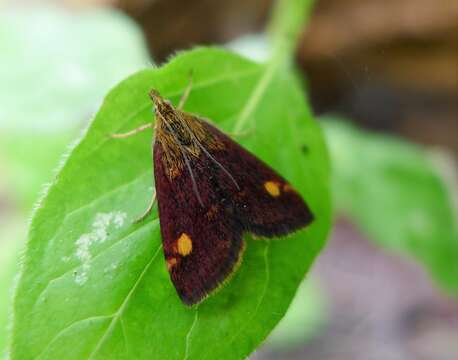 Image of Mint moth