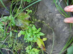 Image of Myosotis laxa subsp. cespitosa (C. F. Schultz) Nordh.