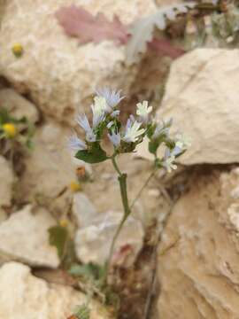 Image of Limonium thouinii (Viv.) O. Kuntze