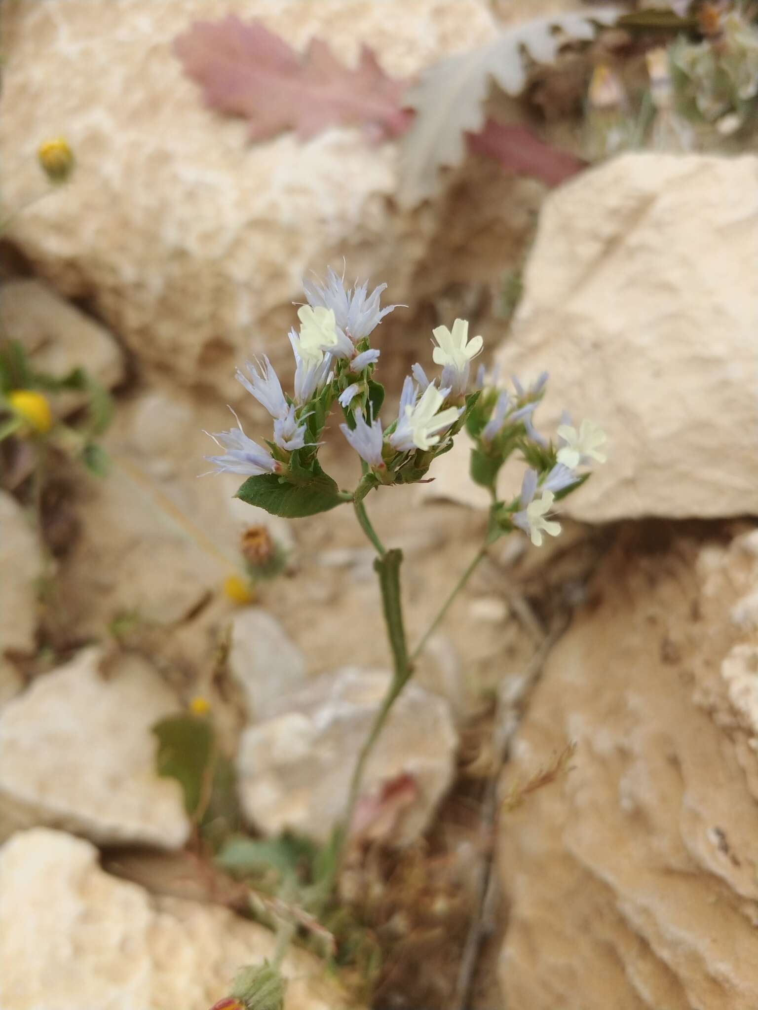 Imagem de Limonium thouinii (Viv.) O. Kuntze