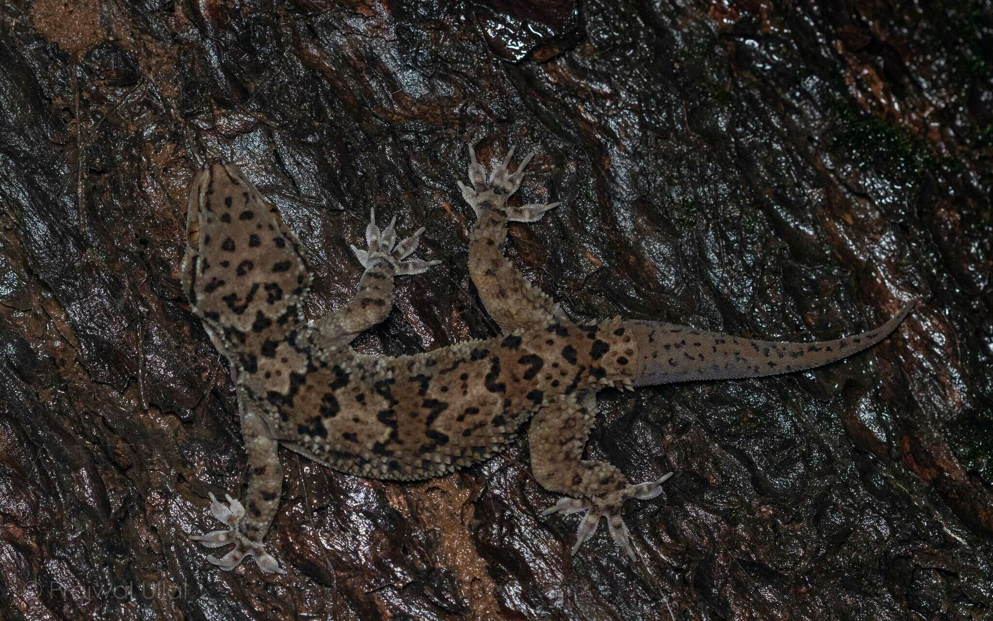 Image of Spotted Leaf-toed Gecko