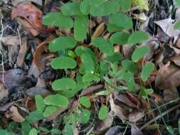 Image of Virgin Island passionflower