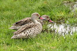 Image of Cape Teal