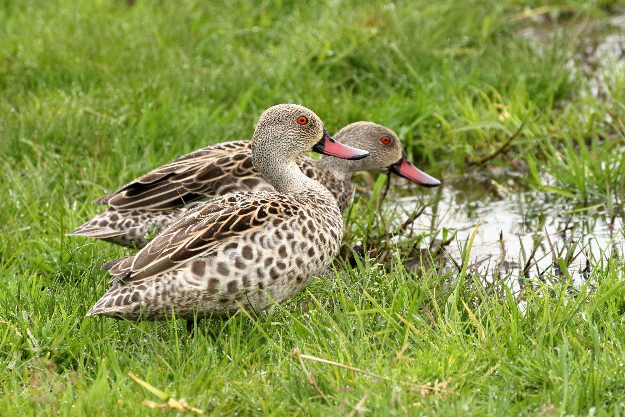 Image of Cape Teal