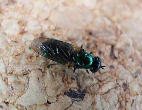 Sivun Chloromyia formosa (Scopoli 1763) kuva