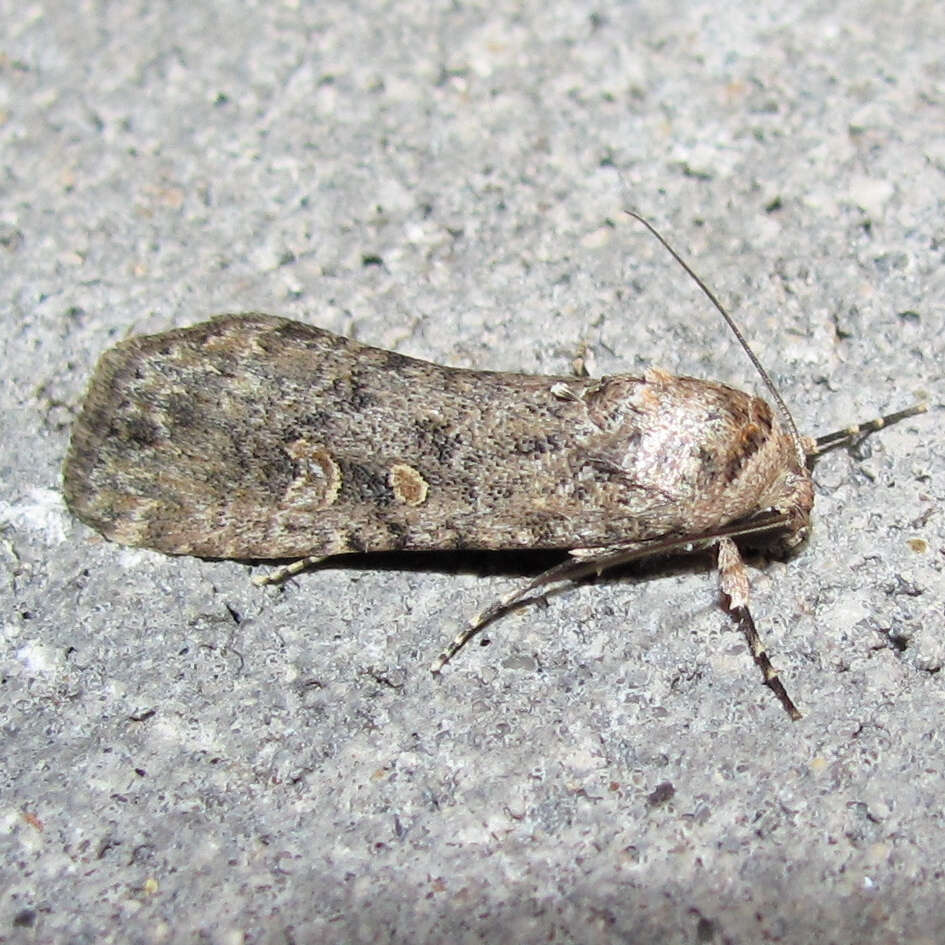 Image of beet armyworm