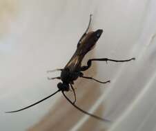Image of ichneumon wasps