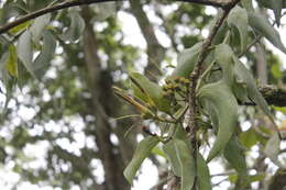 Imagem de Psittacanthus cucullaris (Lam.) G. Don