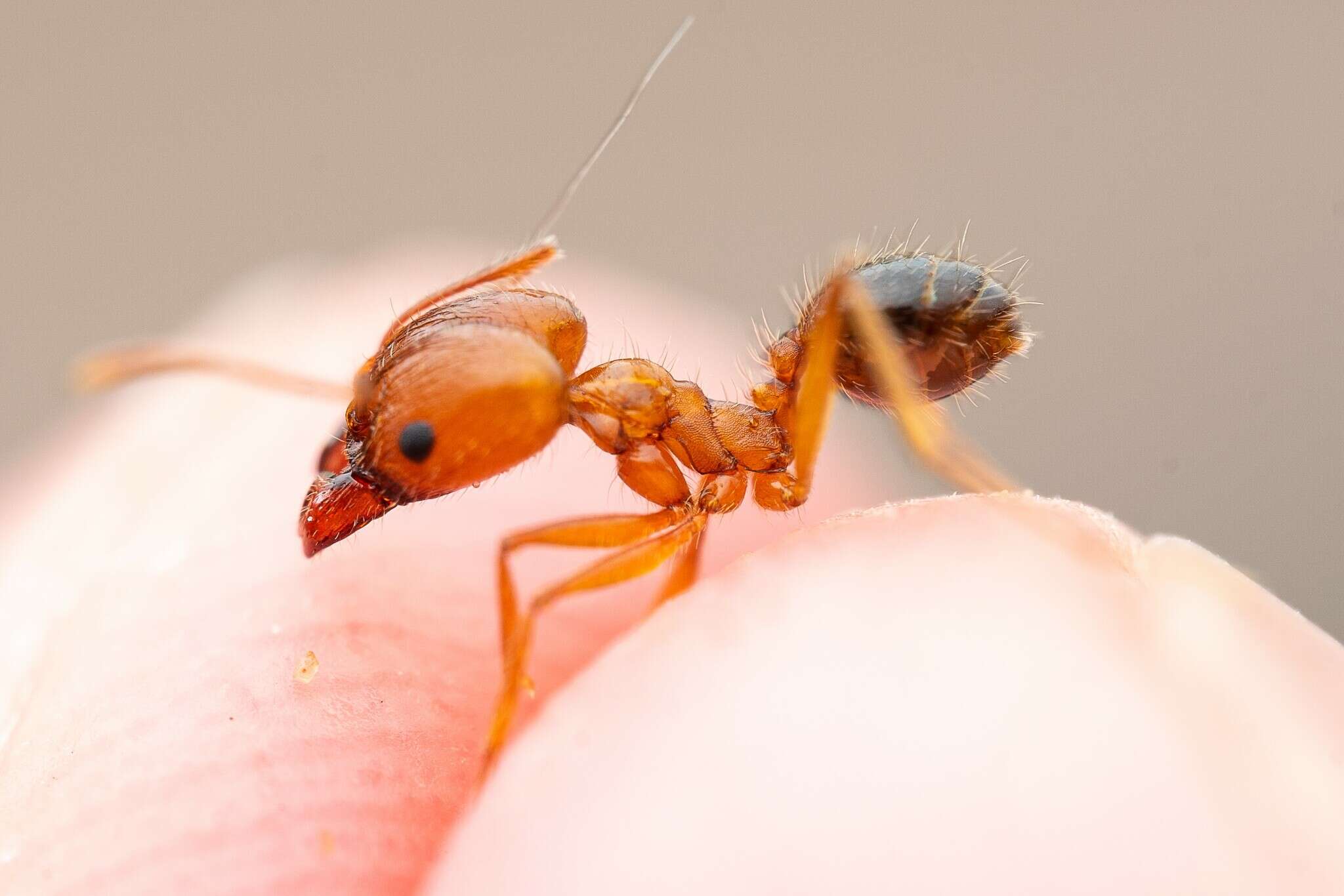 Imagem de Pheidole desertorum Wheeler 1906