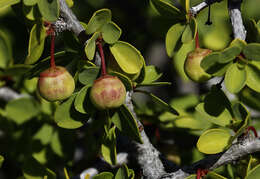 Image of Colubrina viridis (M. E. Jones) M. C. Johnst.