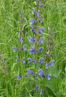 Image of verbena sage