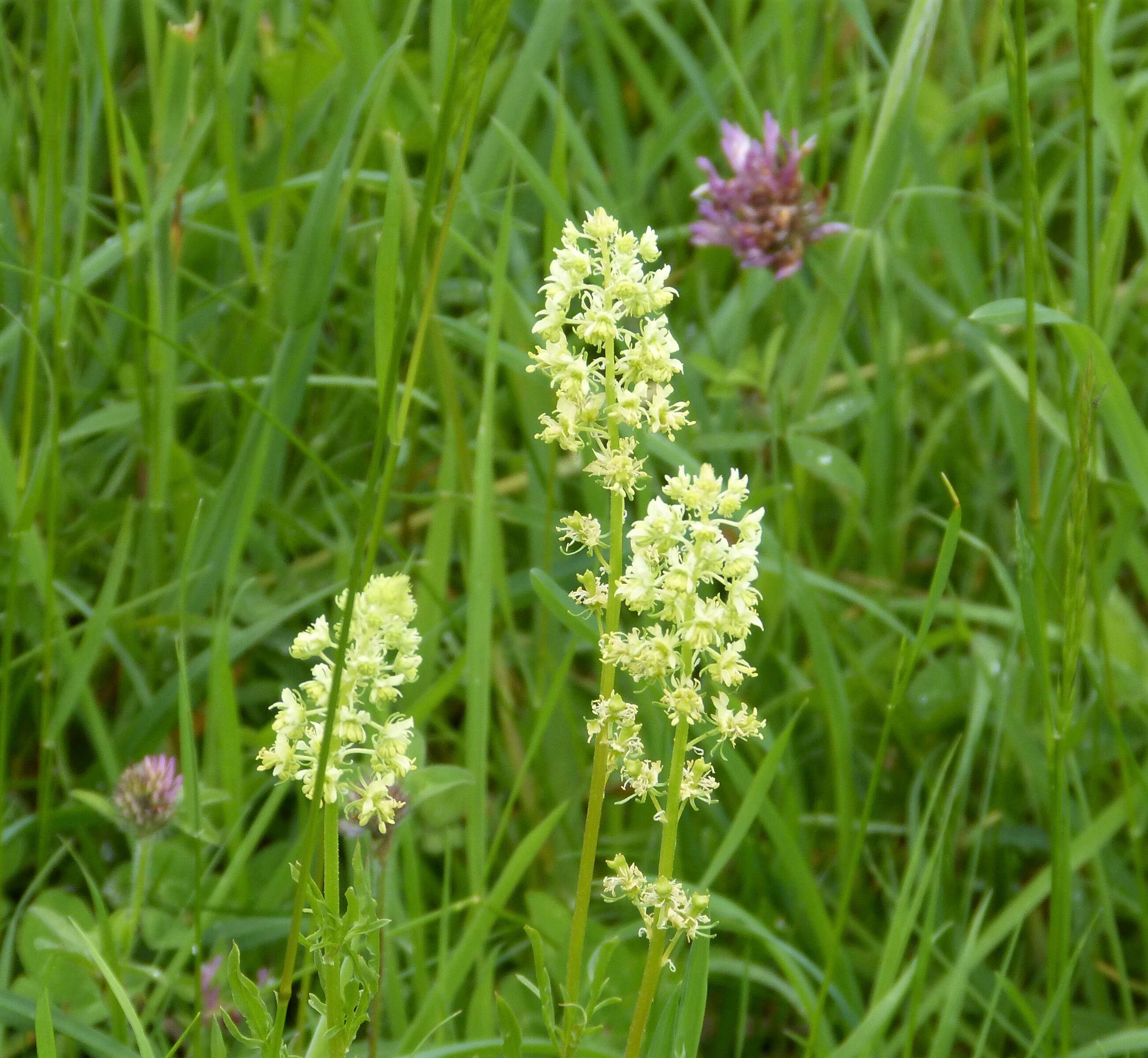 Слика од Reseda lutea L.