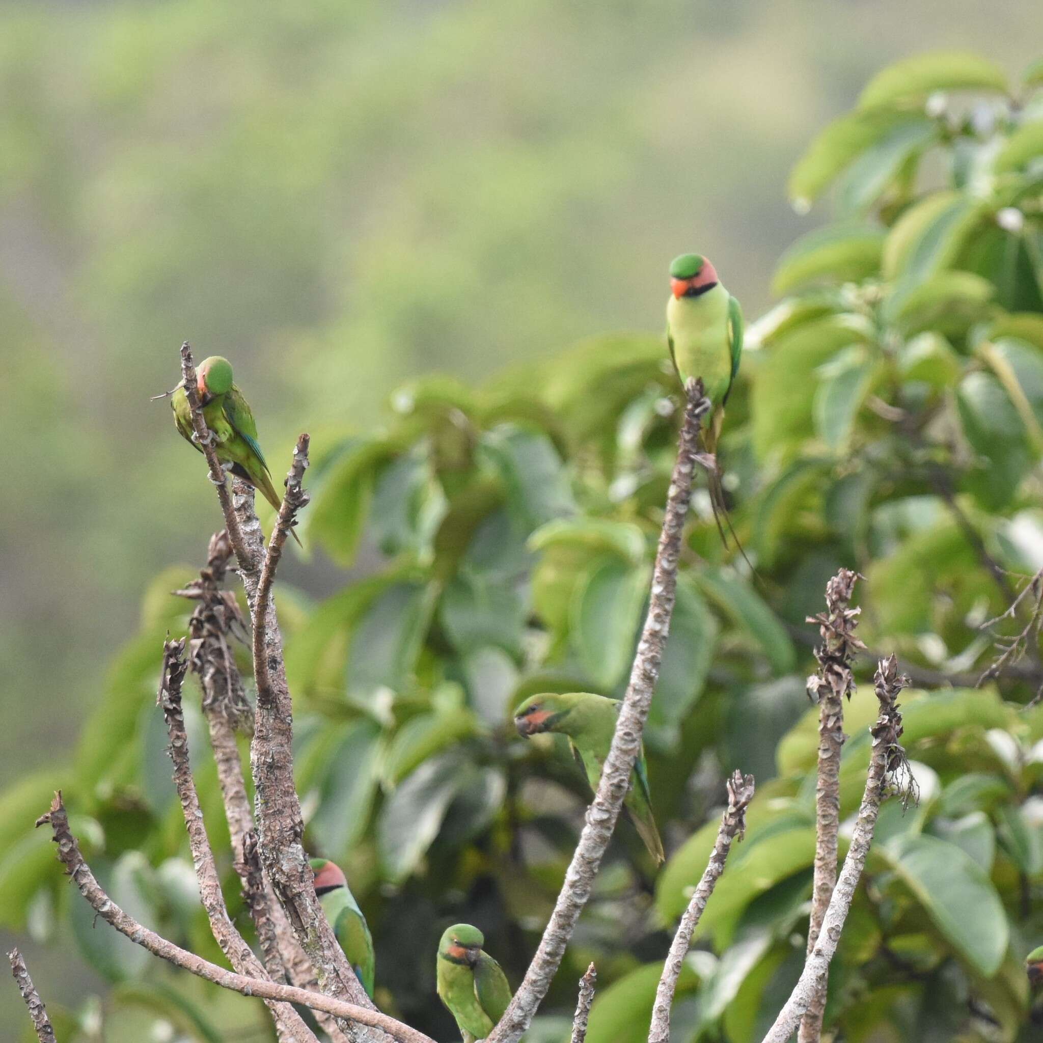 Image of Long-tailed Parakeet