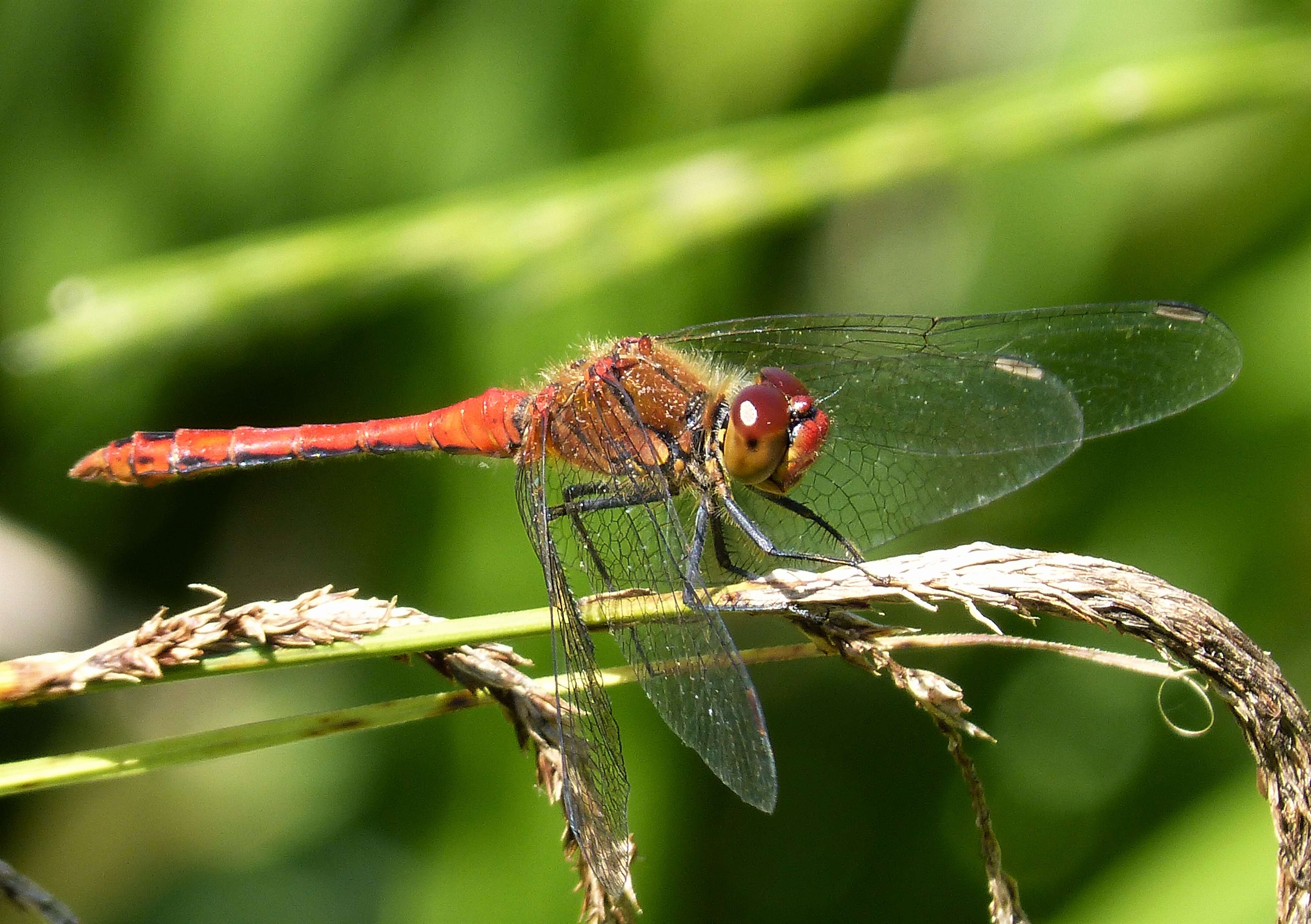 Image of Ruddy Darter