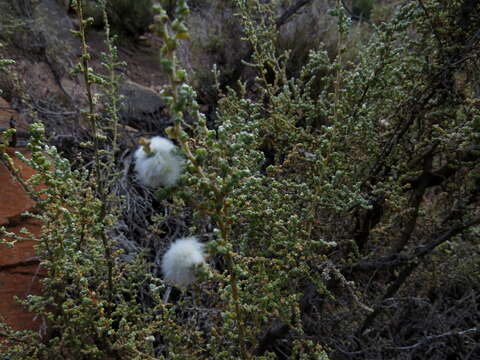 Imagem de Caroxylon aphyllum (L. fil.) N. N. Tzvelev