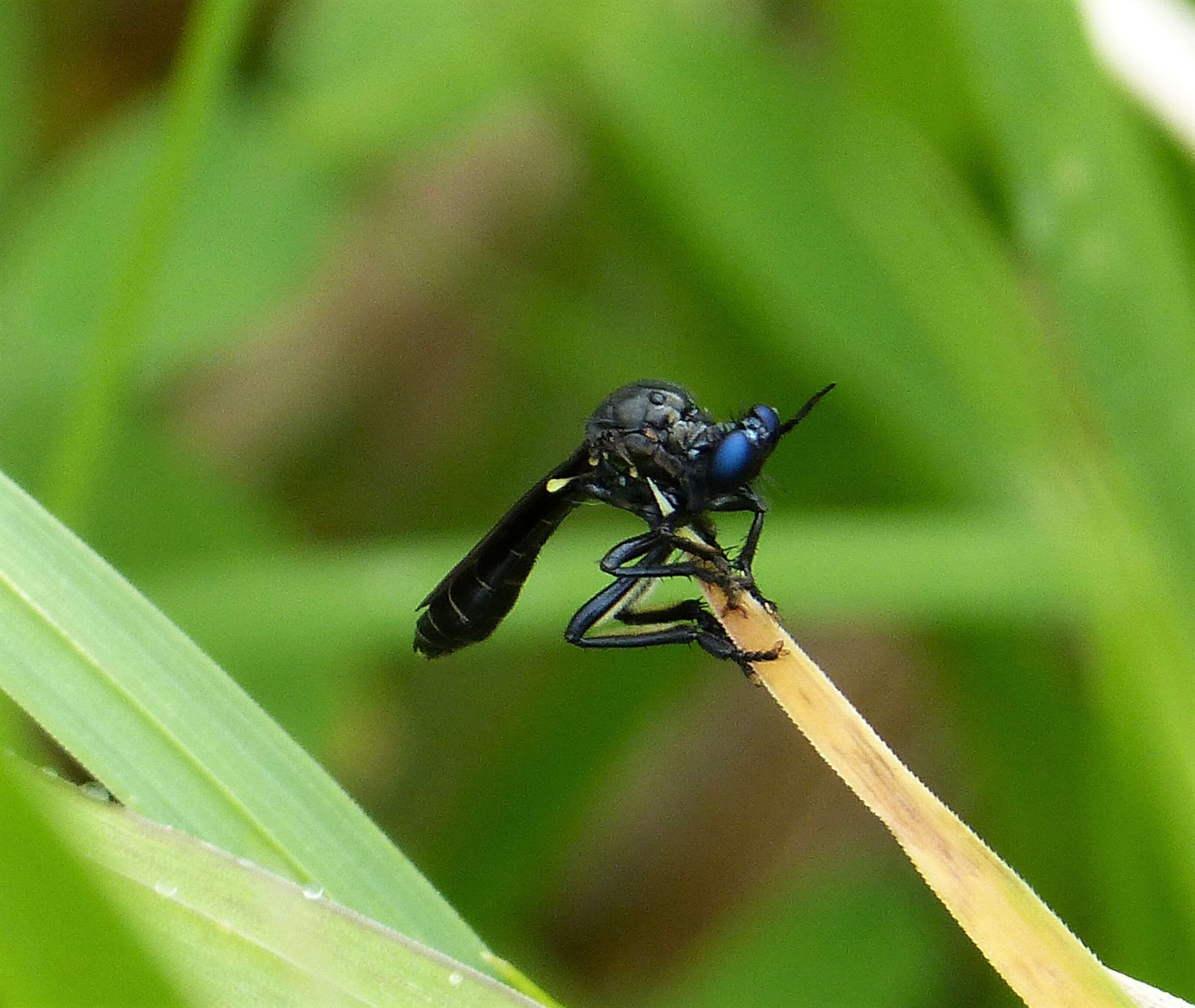 Image of Dioctria atricapilla Meigen 1804