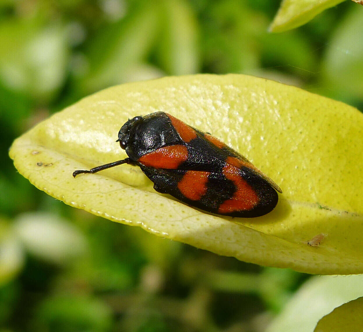 Image of Red-and-black Froghopper