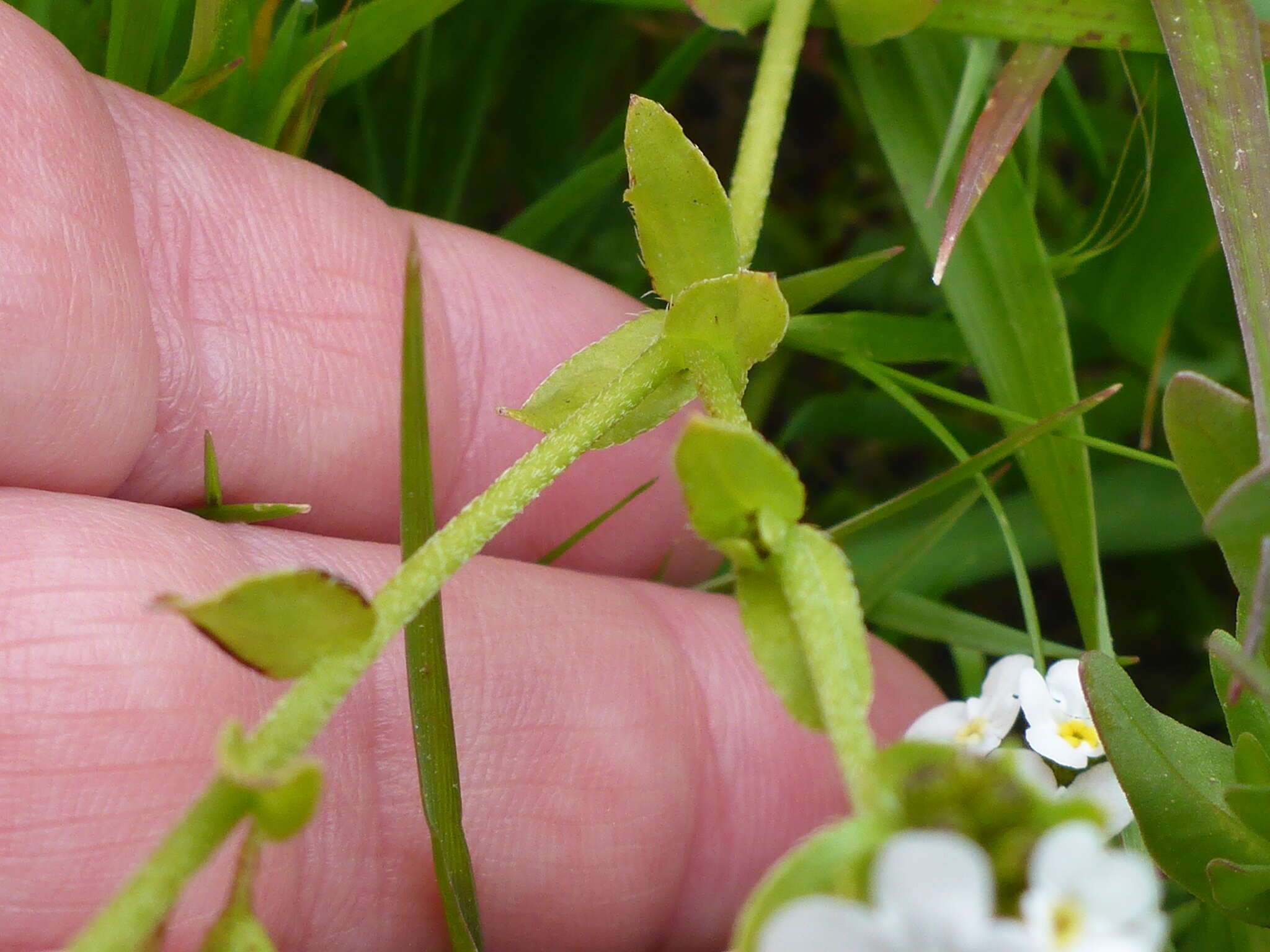Image de Plagiobothrys chorisianus (Cham.) I. M. Johnst.