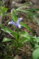 Image of Iris willmottiana Foster